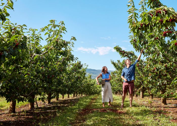 Borrodell Vineyard, Canobolas Couple picking cherries at Borrodell Vineyard, Canobolas