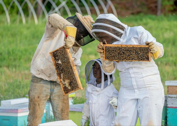 The Apiary - Credit: NC Farm Bureau, Mark Stebnicki | Copyright Pexels