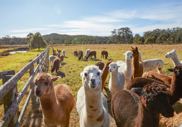 Iris Lodge Alpacas, Jilliby Iris Lodge Alpacas, Jilliby, Central Coast