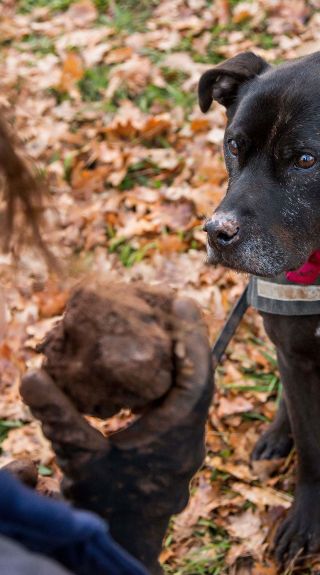 Truffle dog handler smelling a freshly harvested truffle, Borrodell Vineyard, Canobolas