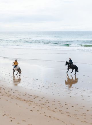 Aerial shot of horses on the beach with Zephyr Horses, Byron Bay