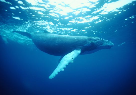 Humpback Whale, Coffs Harbour 